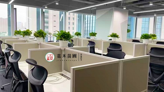 西安辦公室綠植租賃案例|西安嘉禾苗圃 西安辦公室綠植租賃案例|西安嘉禾苗圃