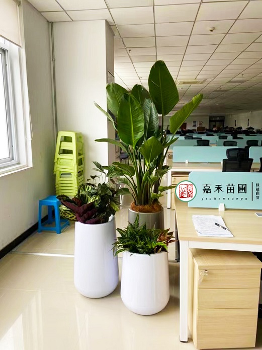 西安辦公室綠植租賃電話|15202909185 西安辦公室綠植租賃電話|15202909185