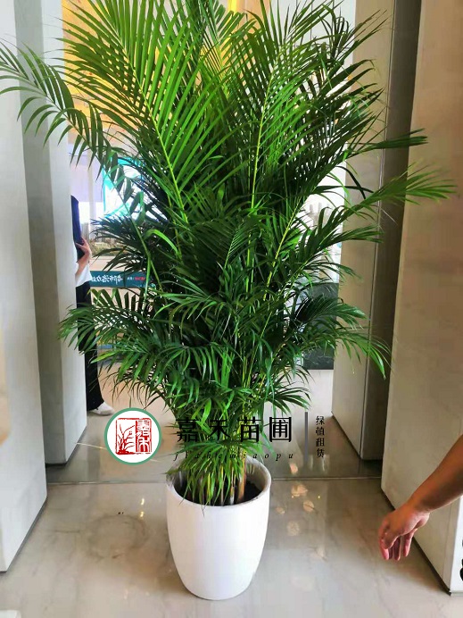 西安辦公室花卉綠植租賃公司|西安嘉禾苗圃