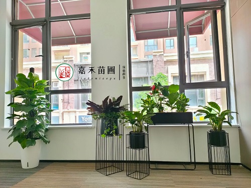 西安綠植租賃商家|西安嘉禾苗圃 西安綠植租賃商家|西安嘉禾苗圃