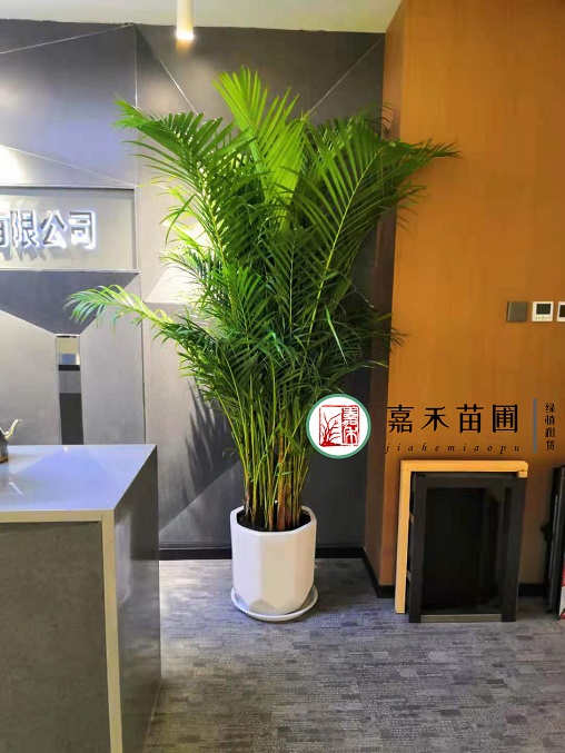 西安綠植租賃圖片|西安嘉禾苗圃 西安綠植租賃圖片|西安嘉禾苗圃