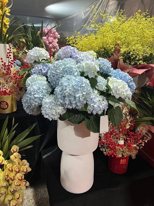 西安租賃年宵花|西安嘉禾苗圃