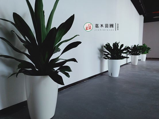 西安綠植租賃推薦換盆舊土別扔，摻入2種&ldquo;小廢料&rdquo;，秒變營養(yǎng)土！