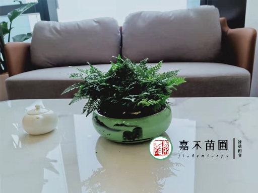 西安辦公室花卉租賃服務(wù)對(duì)工作人員有什么好處？