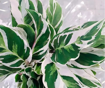 西安綠植租賃推薦|白油畫竹芋的養(yǎng)護(hù)方法和注意事項