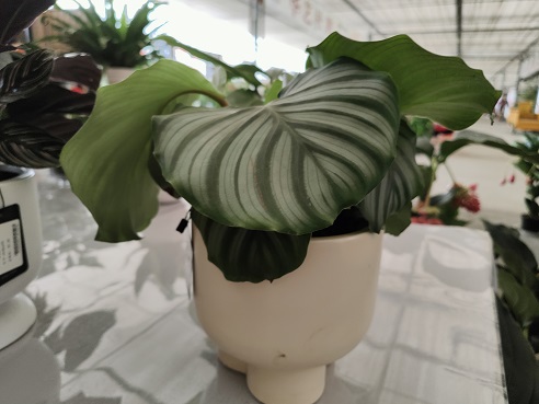 花卉換盆后容易枯萎怎么辦？幾招輕松教你應對