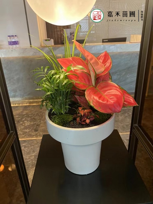 西安辦公室花卉租擺|西安嘉禾苗圃 西安辦公室花卉租擺|西安嘉禾苗圃