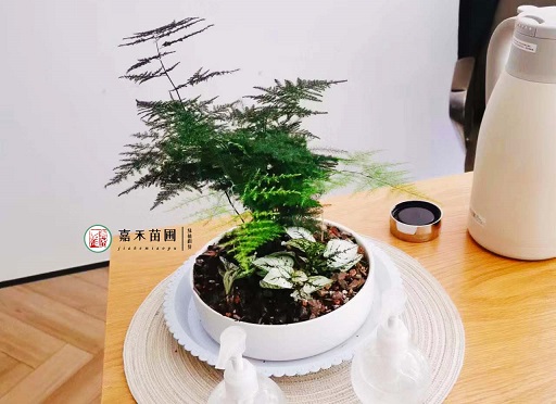 西安辦公室綠植租擺|西安嘉禾苗圃 西安辦公室綠植租擺|西安嘉禾苗圃