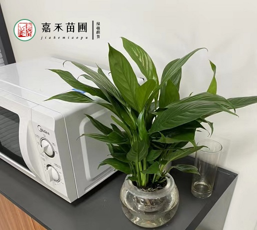 西安花卉租擺辦公室|西安嘉禾苗圃 西安花卉租擺辦公室|西安嘉禾苗圃