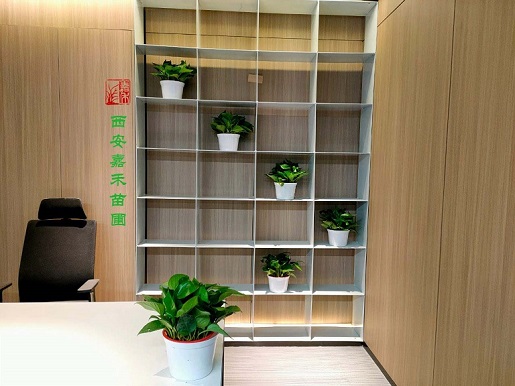 西安辦公室綠植租賃：不一樣的景觀構(gòu)成不一樣的風(fēng)景