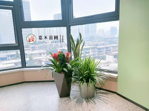 西安辦公室綠植租賃|西安嘉禾苗圃 西安辦公室綠植租賃|西安嘉禾苗圃