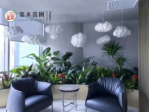 西安辦公室花卉租賃|西安嘉禾苗圃 西安辦公室花卉租賃|西安嘉禾苗圃