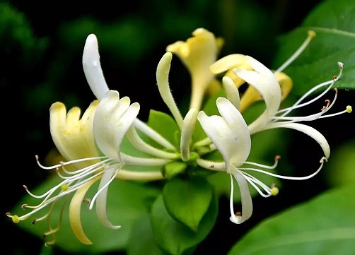 適合中老年人養(yǎng)的7種花，清香養(yǎng)人，趕緊收藏！