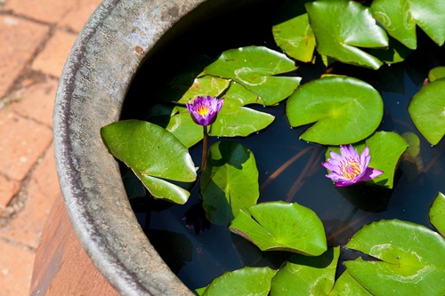 睡蓮的養(yǎng)殖方法和注意事項(xiàng)