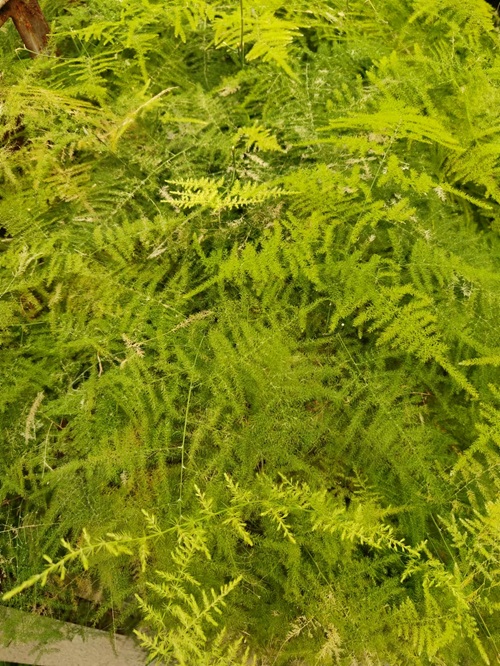 文竹葉子發(fā)黃，怎么救？捏一點(diǎn)&ldquo;粉末&rdquo;灌水澆，2天變油綠