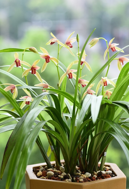 蘭花怎么養(yǎng)？家庭養(yǎng)蘭花的方法