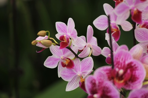 家養(yǎng)蝴蝶蘭好不好養(yǎng)活？蝴蝶蘭怎么養(yǎng)家庭養(yǎng)法和注意事情？