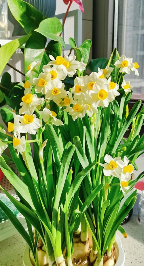 水仙花開完花就扔？太浪費了，做個&ldquo;花后養(yǎng)護&rdquo;，明年繼續(xù)賞花