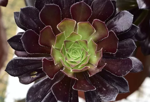 黑法師怎么養(yǎng)