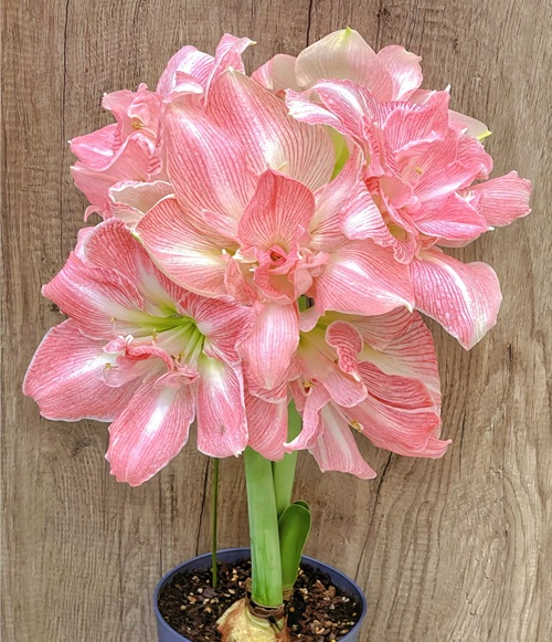 朱頂紅的養(yǎng)殖方法和注意事項:種球種植要消毒處理