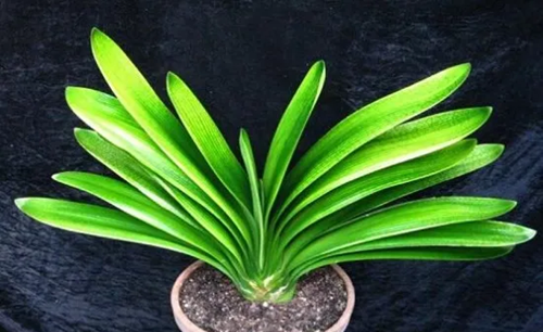 手把手教你養(yǎng)出美麗的君子蘭