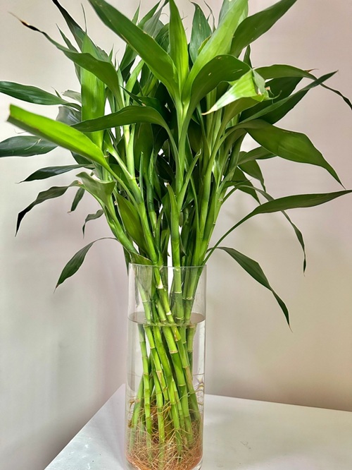 富貴竹的養(yǎng)殖方法和注意事項