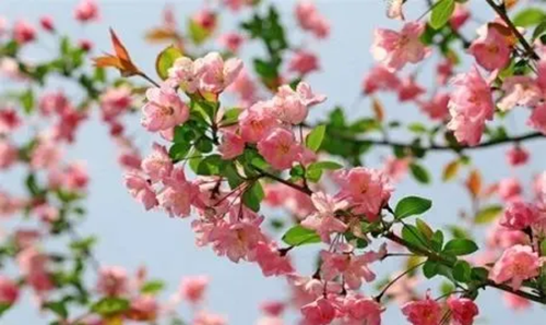 海棠花如何養(yǎng)