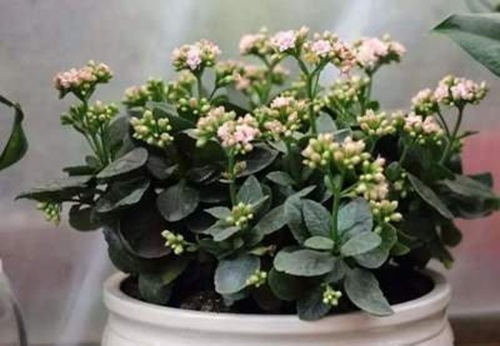 長壽花的養(yǎng)殖方法和注意事項(xiàng)