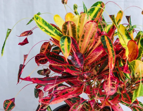 七彩的變?nèi)~木養(yǎng)護(hù)誤區(qū)，看完后你還會(huì)養(yǎng)它么？